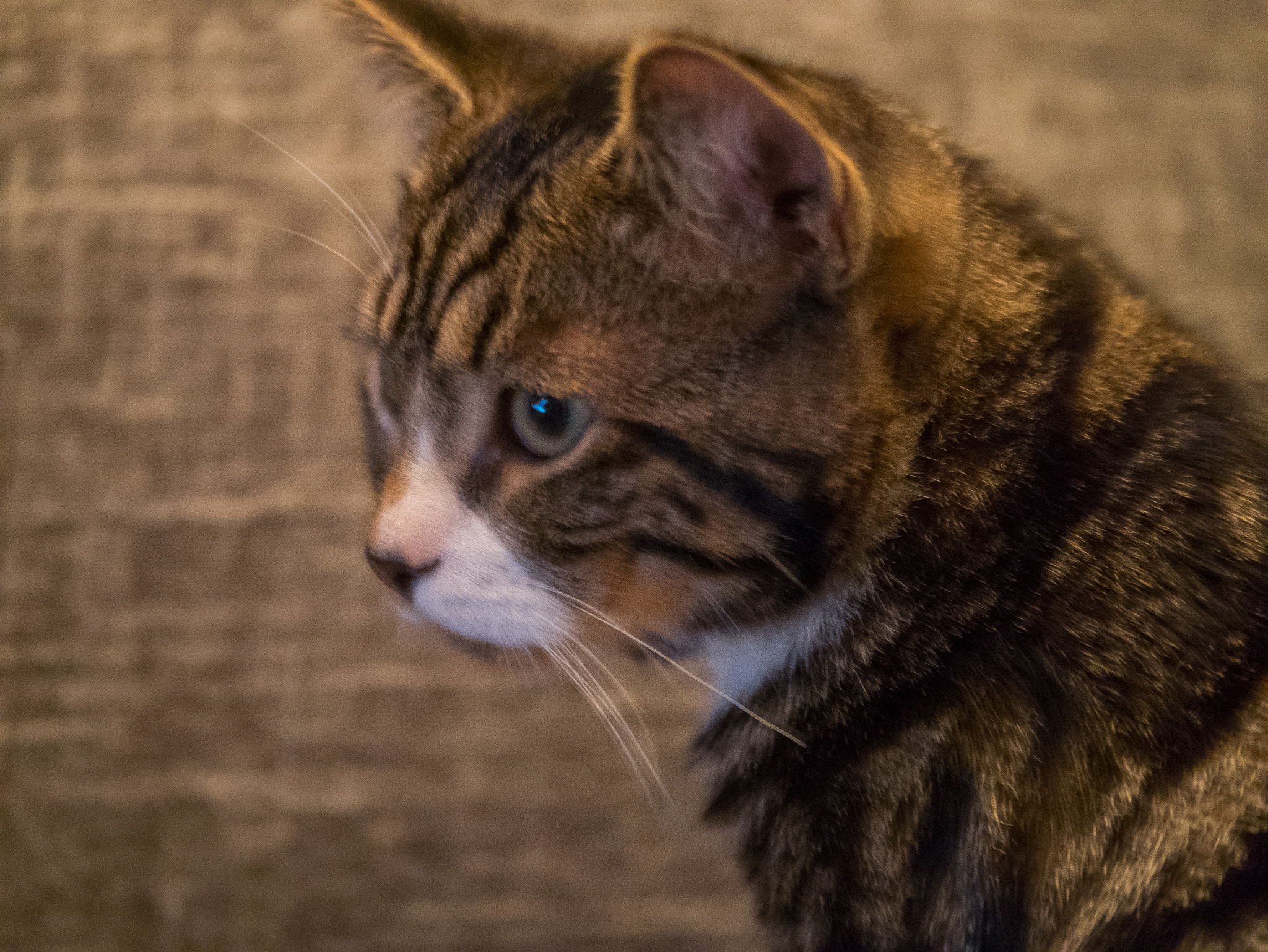 Panasonic Lumix G X Vario 35-100mm F2.8 OIS sample photo. Pfeffi the cat photography