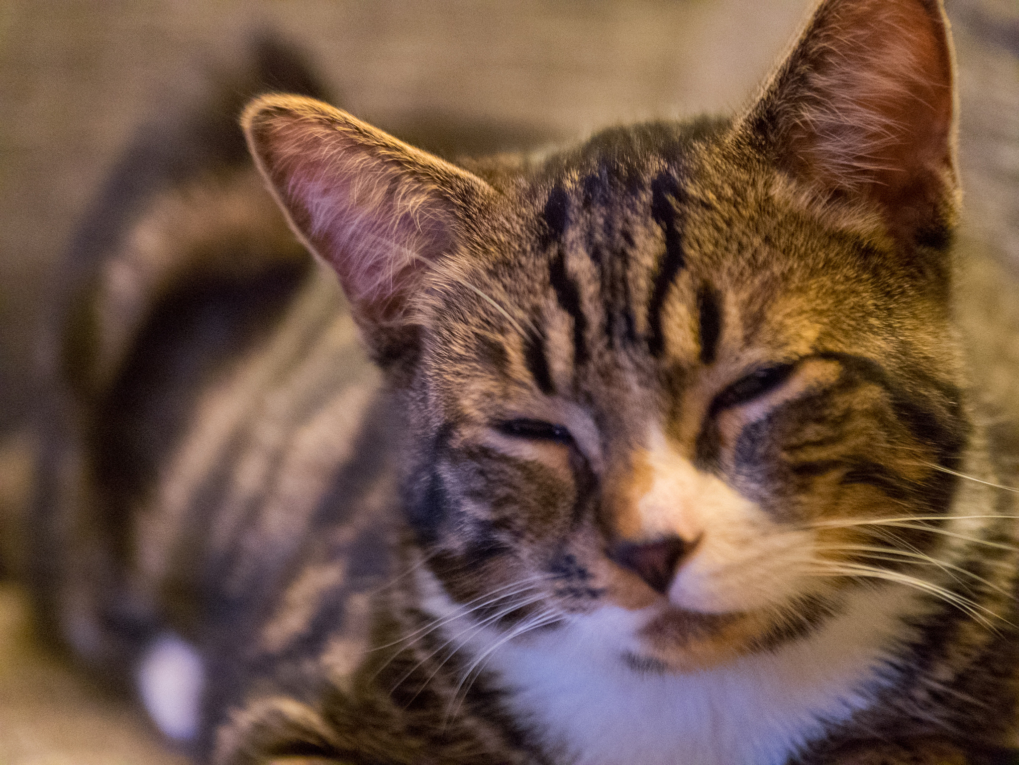 Panasonic Lumix G X Vario 35-100mm F2.8 OIS sample photo. Pfeffi the cat photography