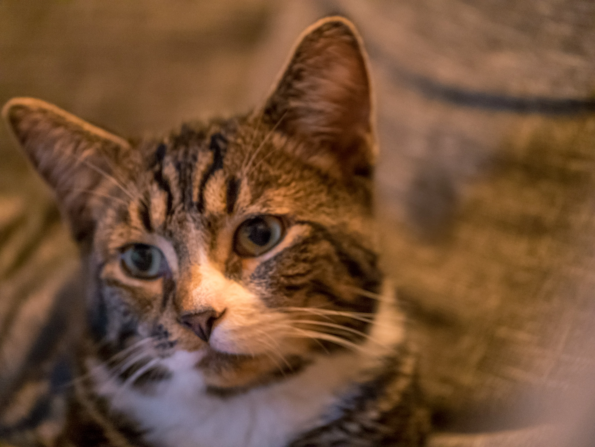 Panasonic Lumix G X Vario 35-100mm F2.8 OIS sample photo. Pfeffi the cat photography