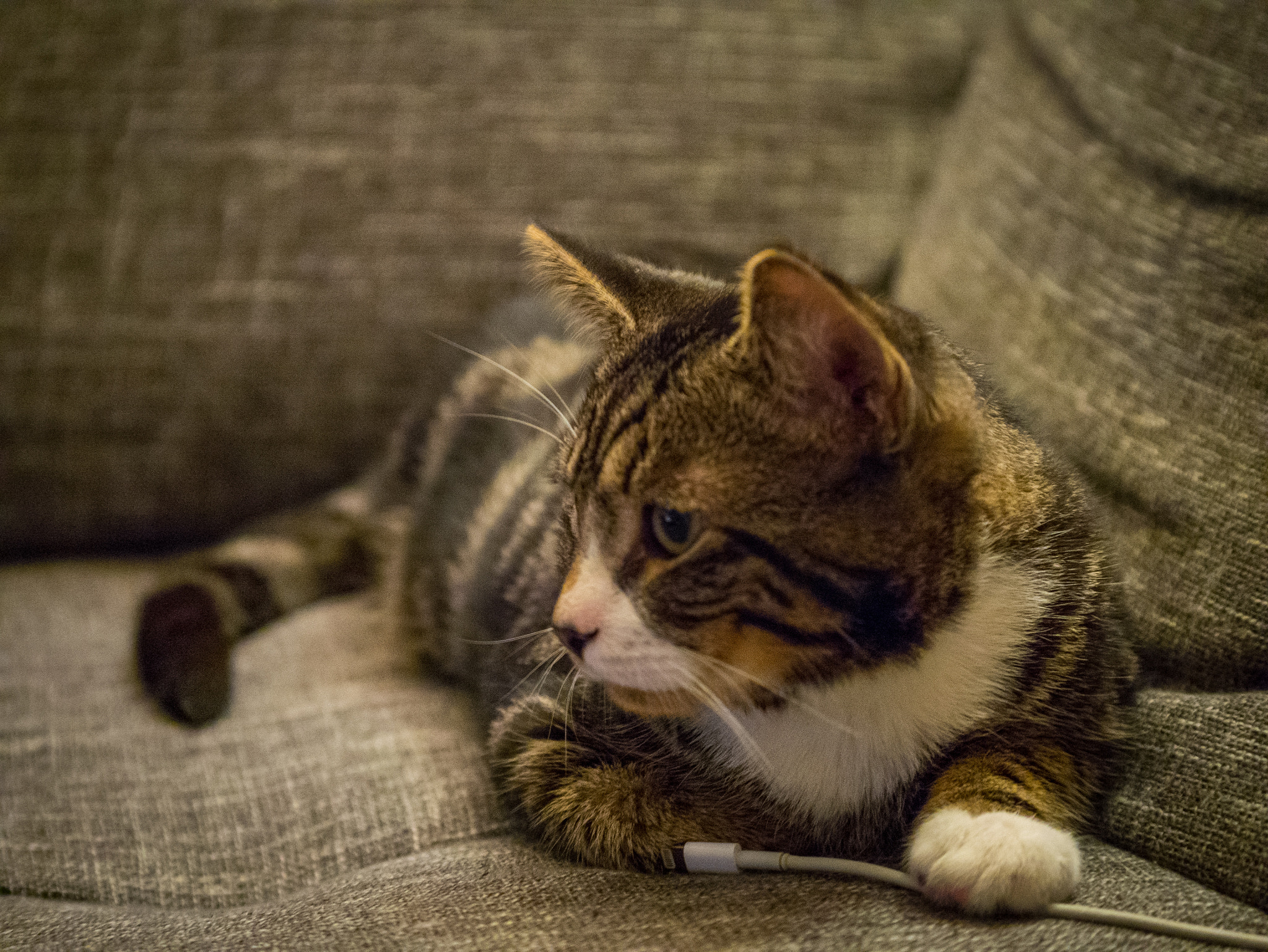 Panasonic Lumix G X Vario 35-100mm F2.8 OIS sample photo. Pfeffi the cat photography