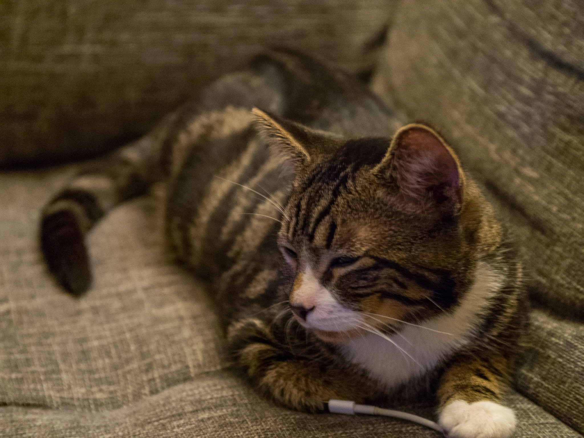 Panasonic Lumix G X Vario 35-100mm F2.8 OIS sample photo. Pfeffi the cat photography