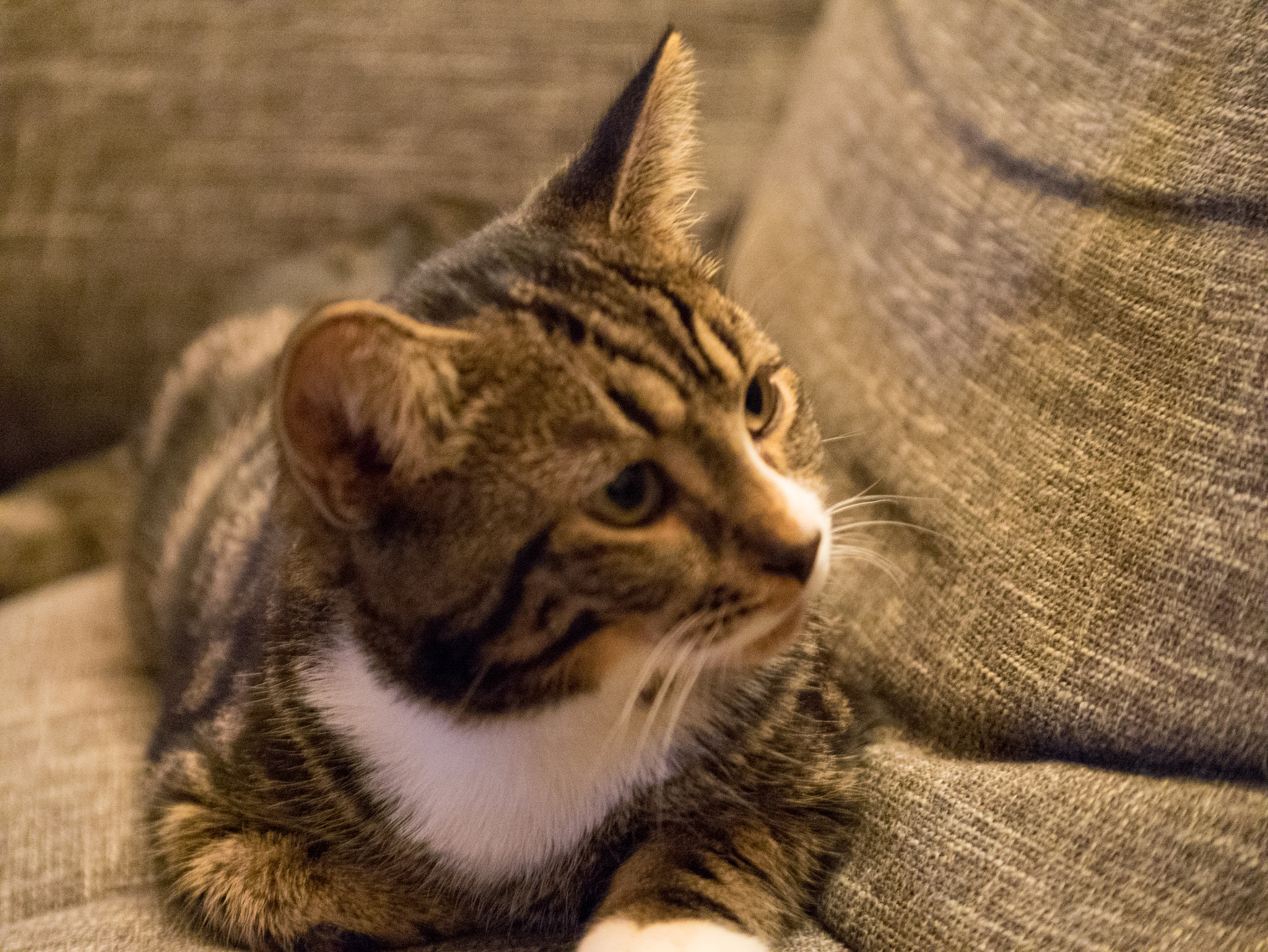 Panasonic Lumix G X Vario 35-100mm F2.8 OIS sample photo. Pfeffi the cat photography
