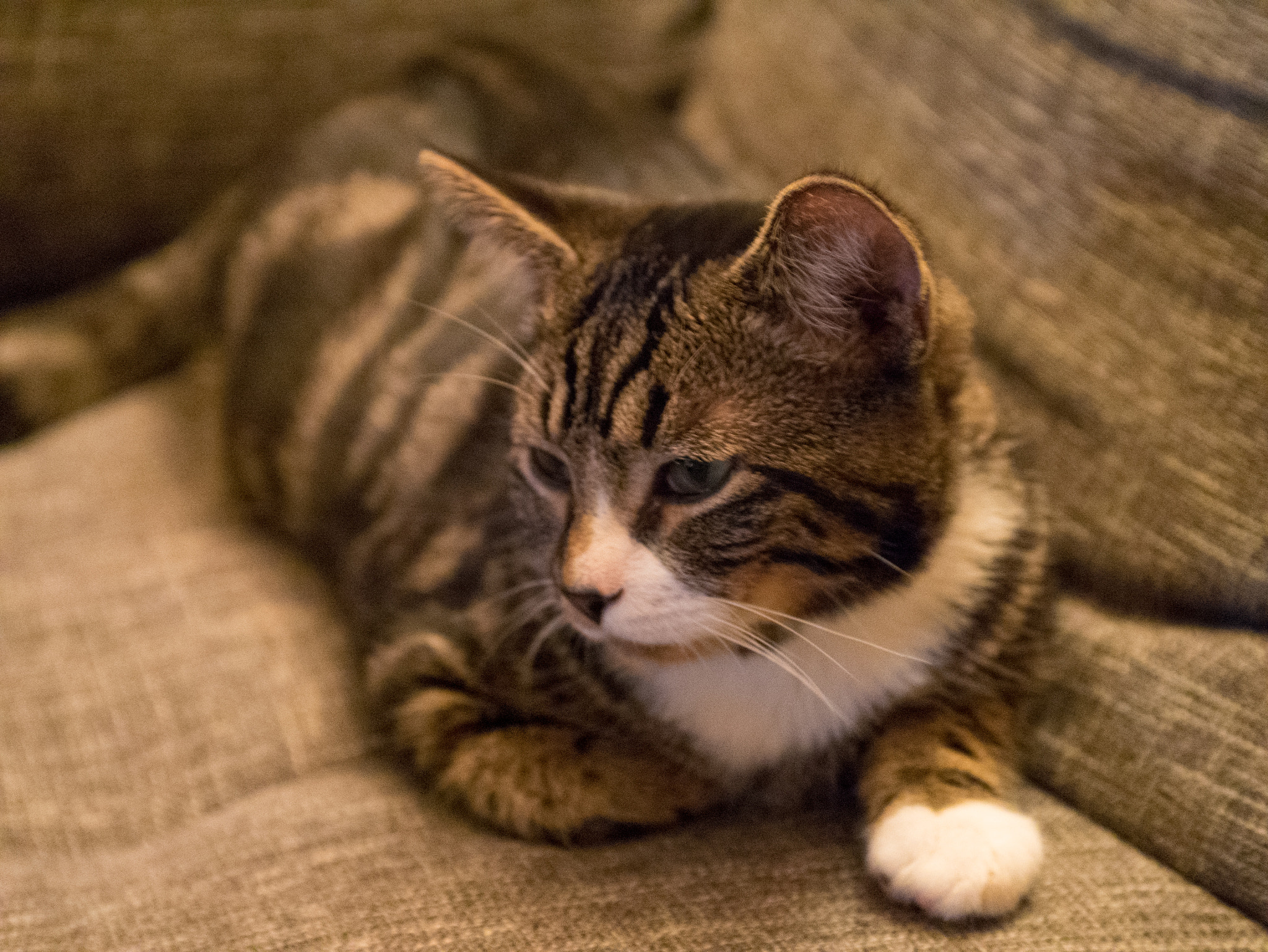 Panasonic Lumix G X Vario 35-100mm F2.8 OIS sample photo. Pfeffi the cat photography