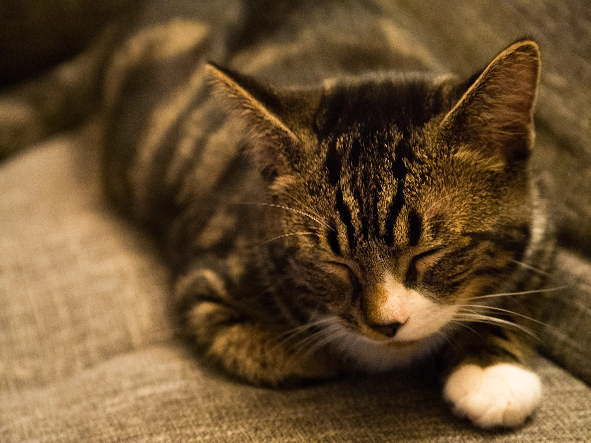Panasonic Lumix G X Vario 35-100mm F2.8 OIS sample photo. Pfeffi the cat photography