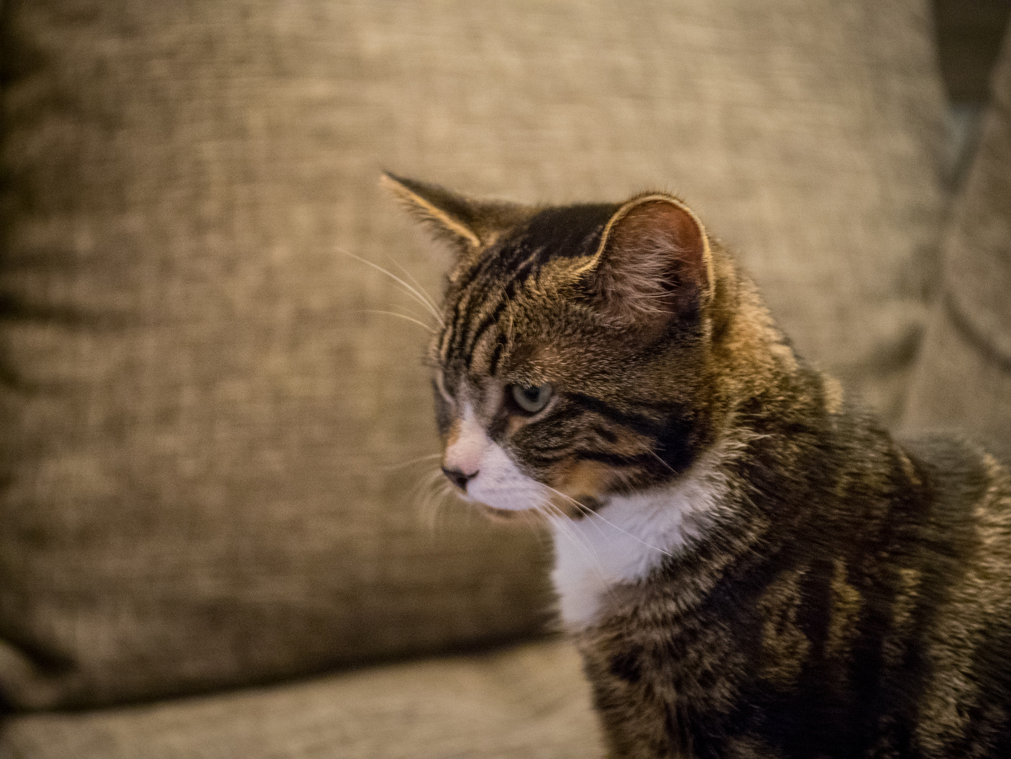 Panasonic Lumix G X Vario 35-100mm F2.8 OIS sample photo. Pfeffi the cat photography