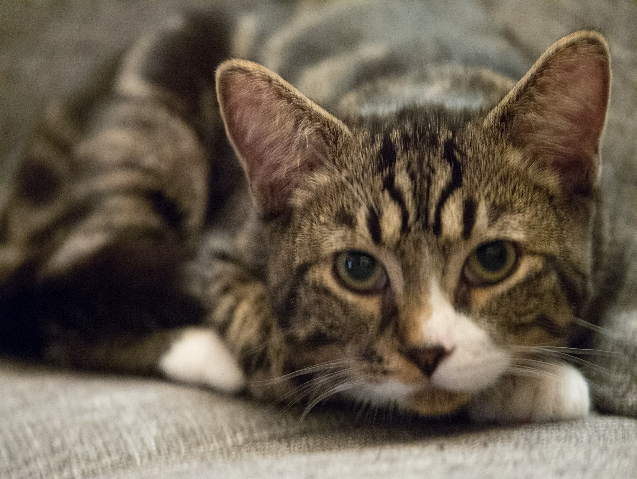 Panasonic Lumix G X Vario 35-100mm F2.8 OIS sample photo. Pfeffi the cat photography