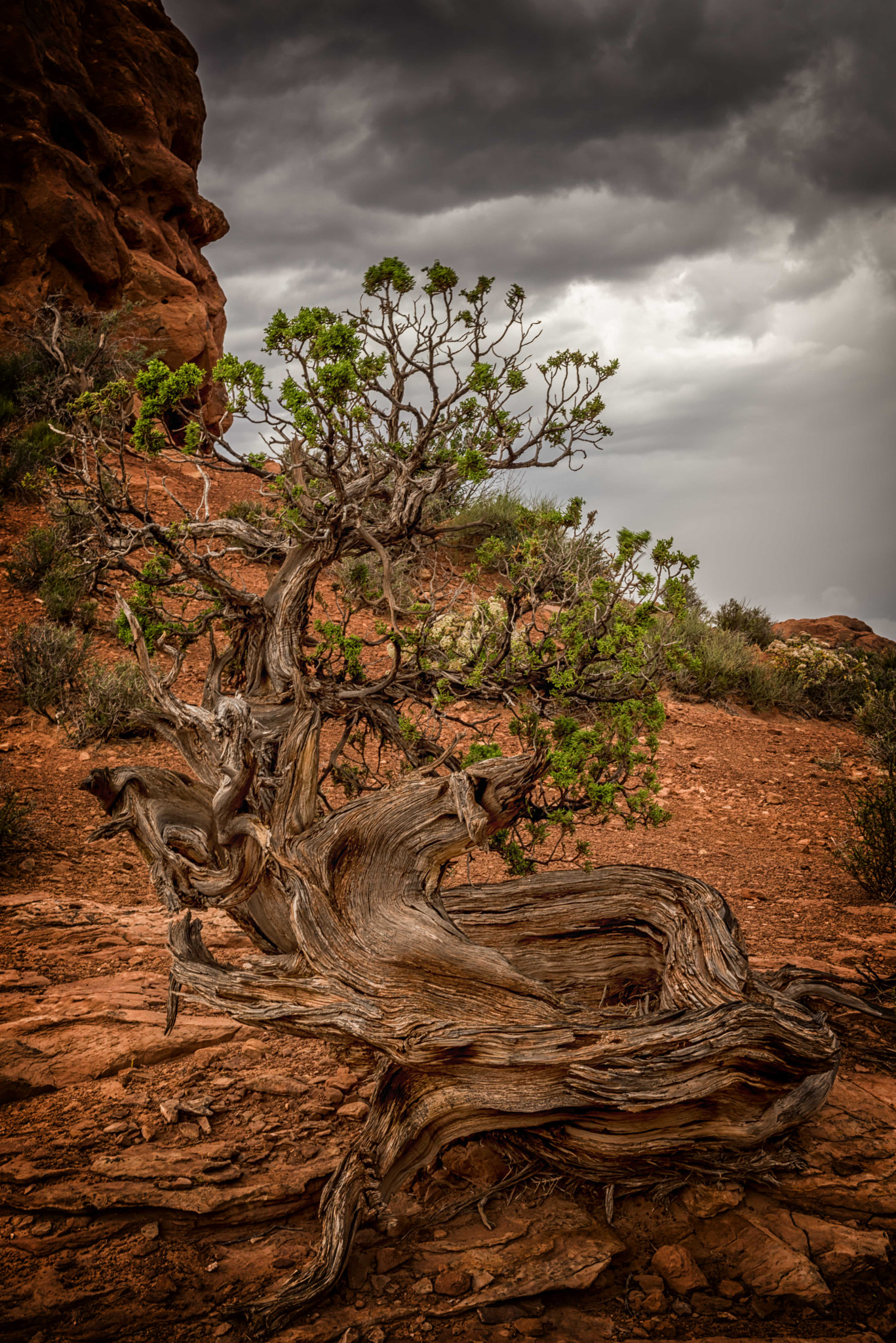 Desert Bonsai