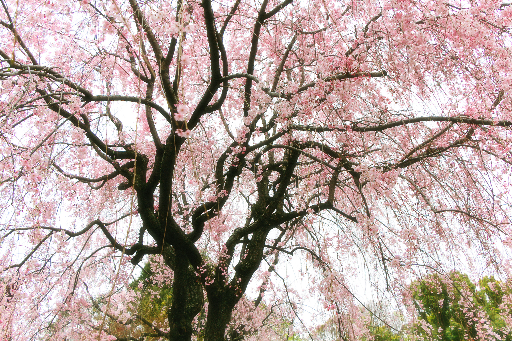 Sakura (cherry blossom), Tokyo, Japan
