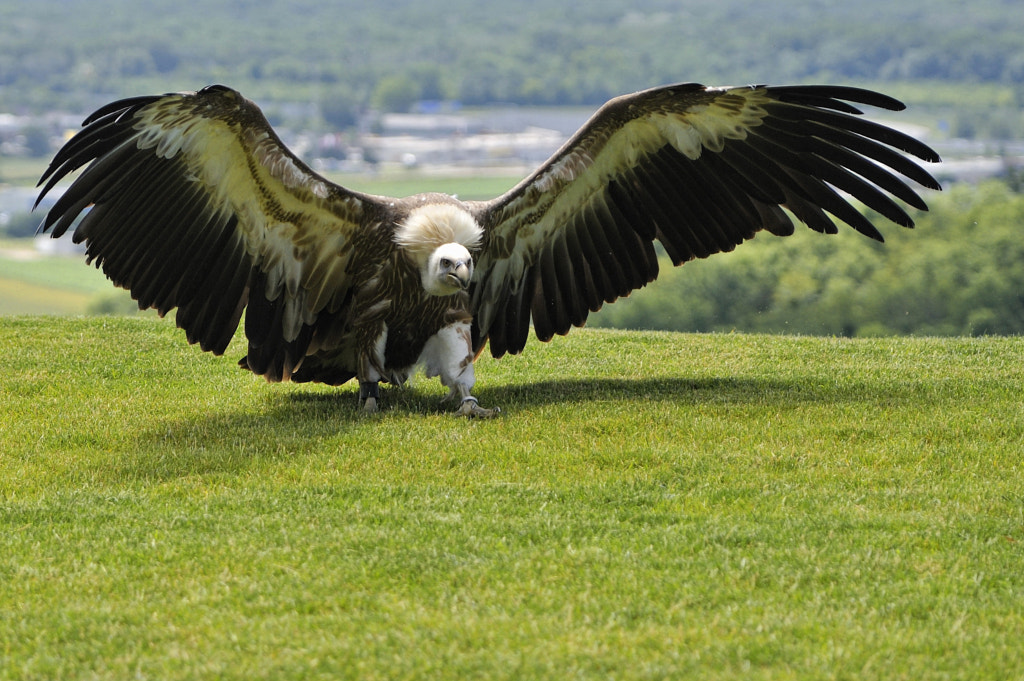 Vulture Wings Spread by Josef Gelernter / 500px