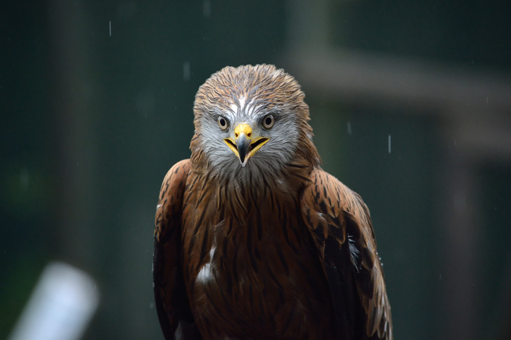 Portrait of a bird by Krystian Pawlowski on 500px.com