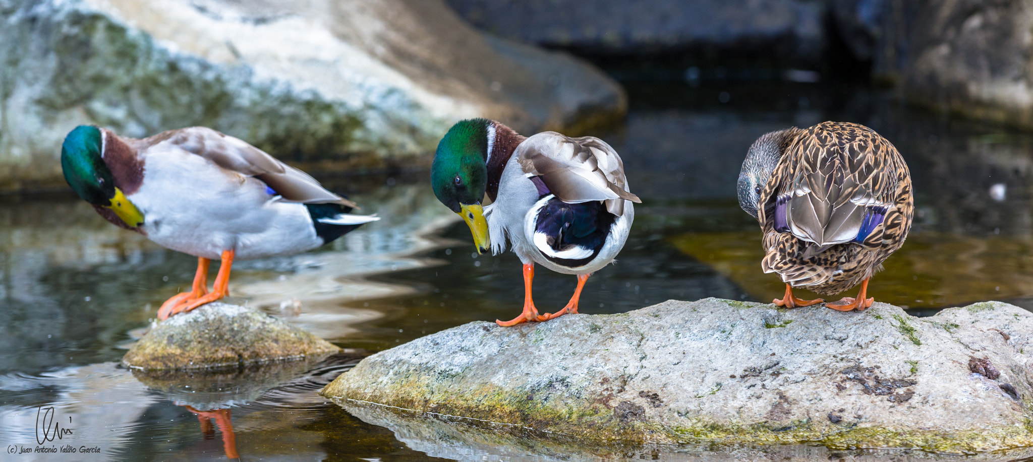 Three ducks coordinated