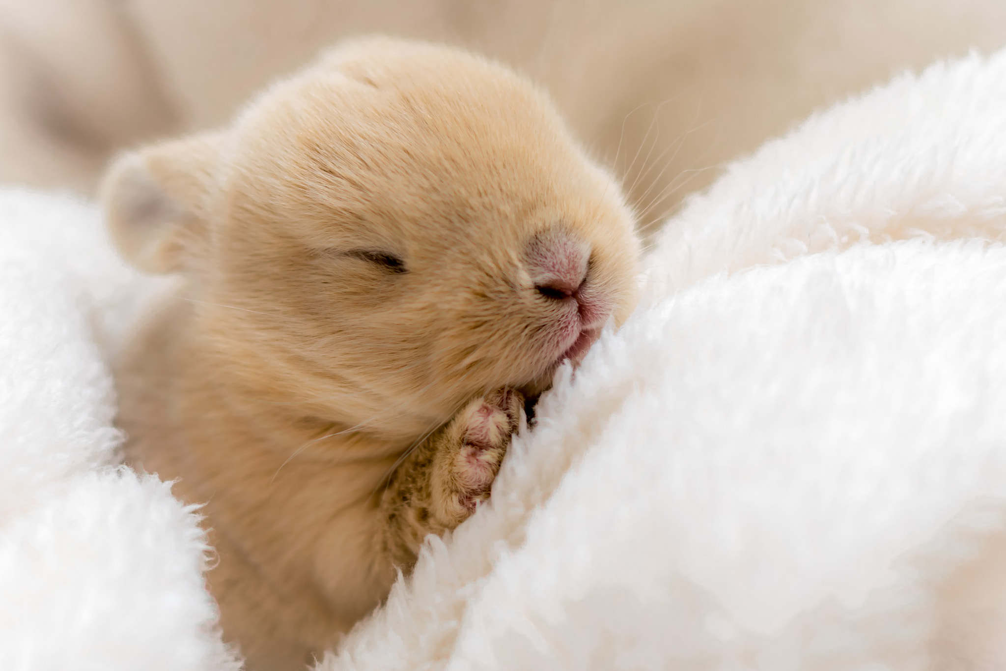 Baby Bunny by Anthony Flower - Photo 88067793 / 500px