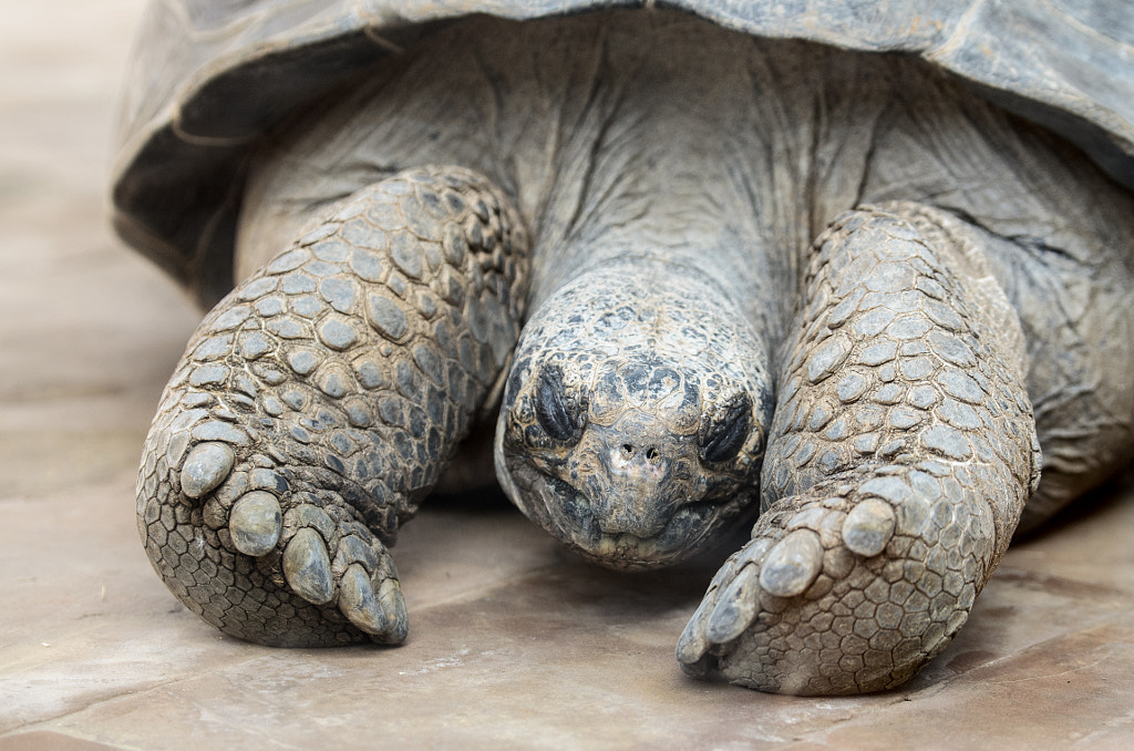 Turtle by Javier Reizábal on 500px.com