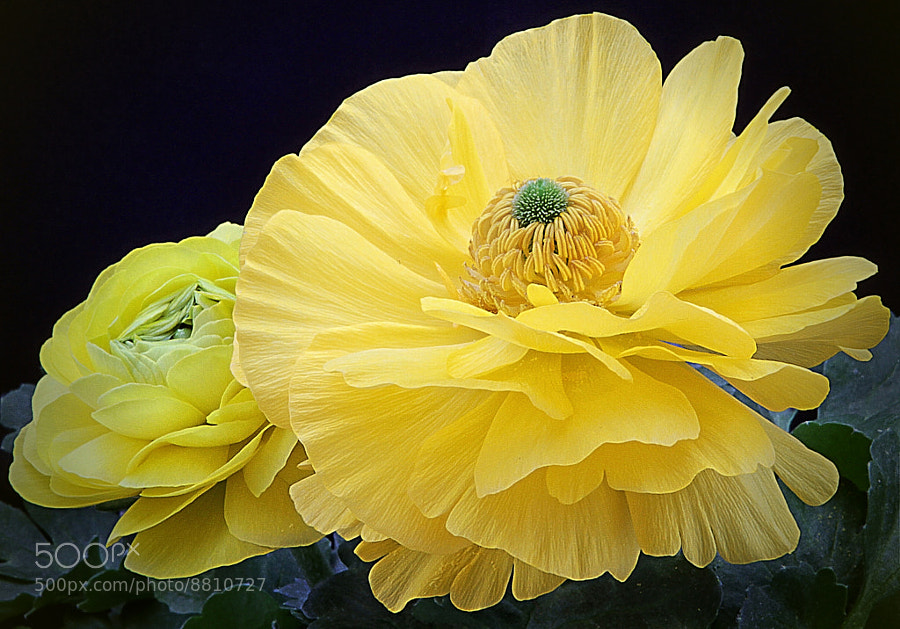 Photograph Yelow Burst by Wim Bolsens
