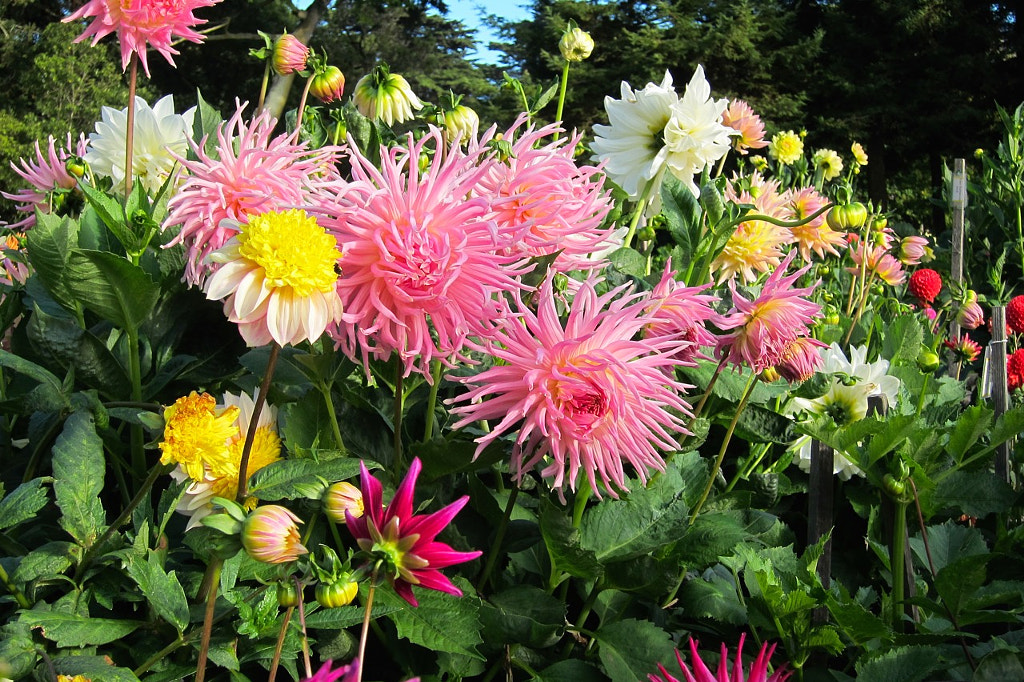 Dahlias Blooming All Around cover image
