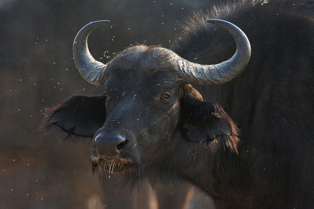 Cape Buffalo by Gord Aker on 500px.com