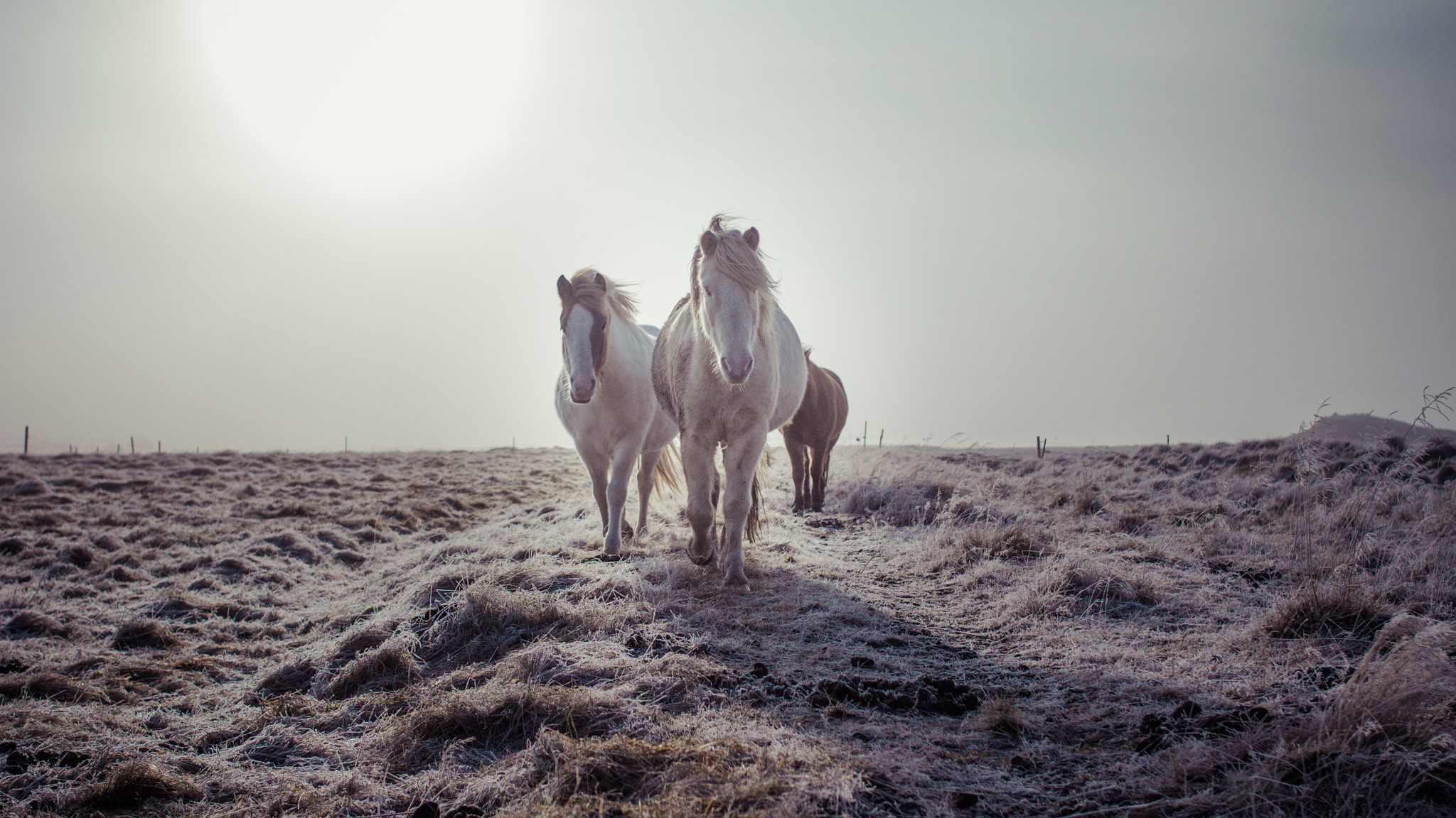 Icelandic horses