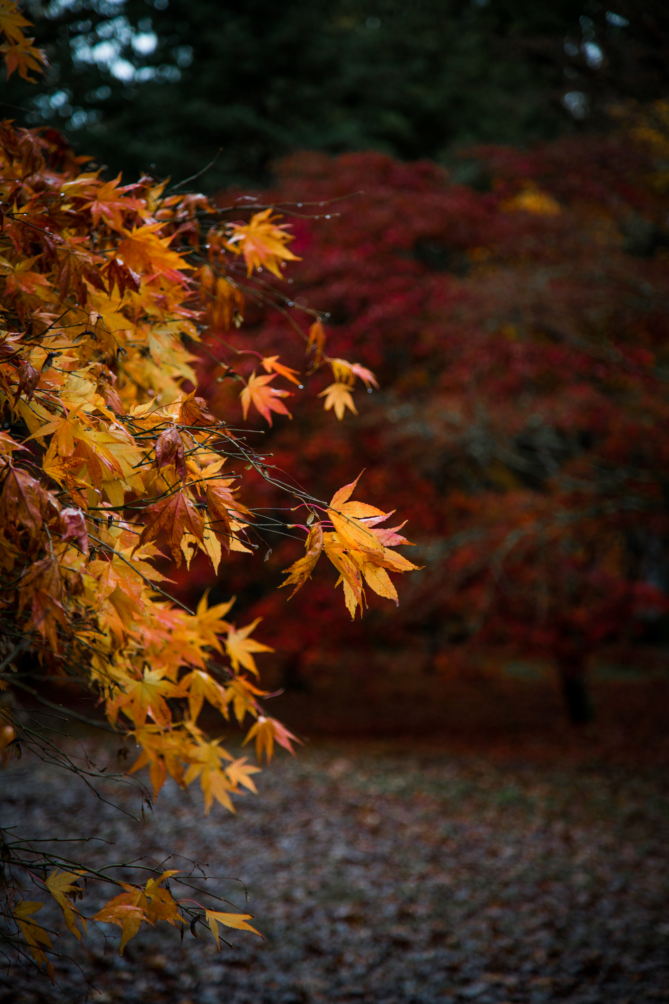 Autumn Gold