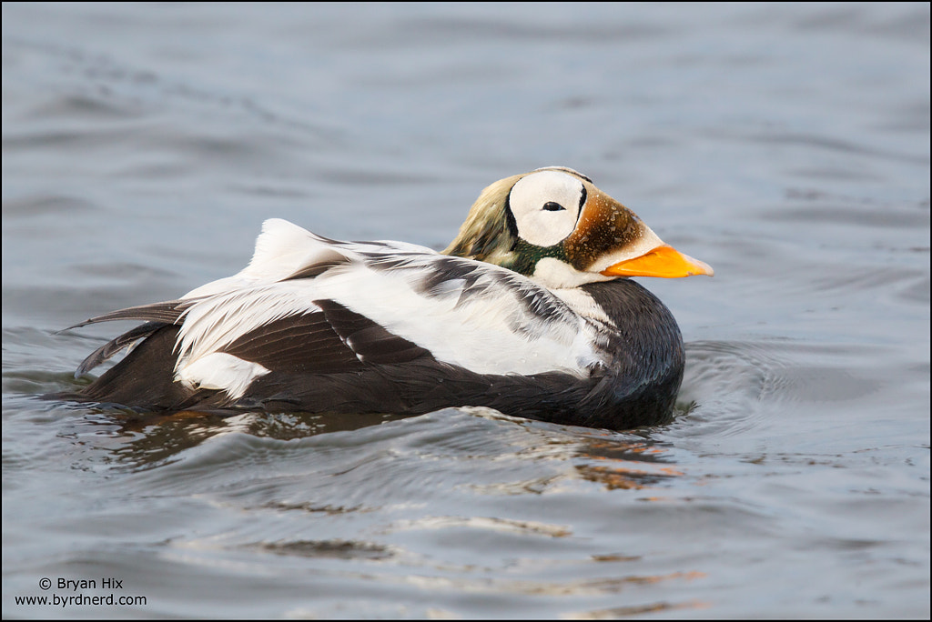 Spectacled Eider by beautiful ducks pictures