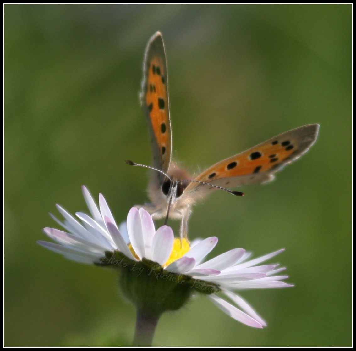 Canon EF 100-400mm F4.5-5.6L IS USM sample photo. Daisy juice photography