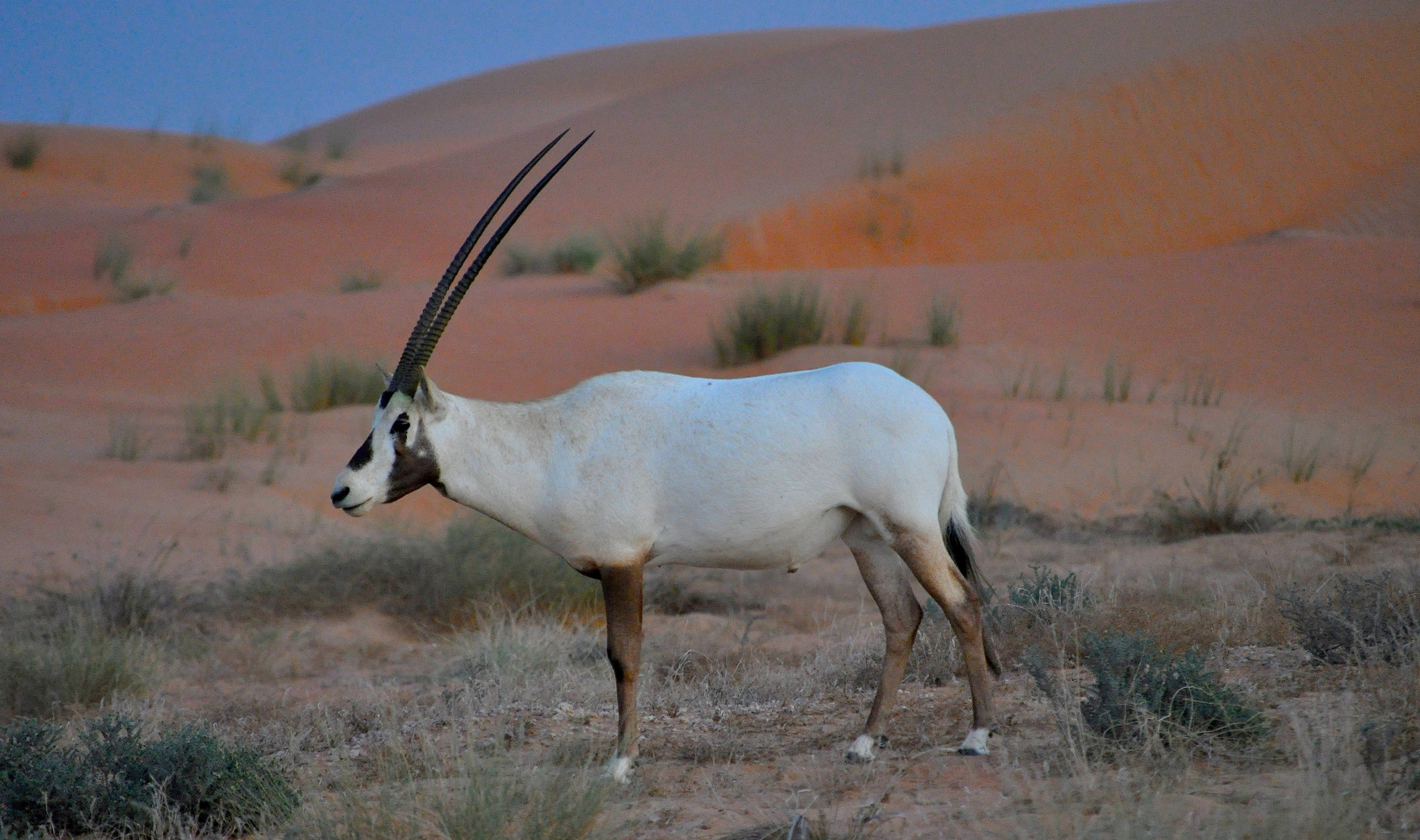 Desert Gazelle by Spandana Narayan - Photo 8856932 / 500px