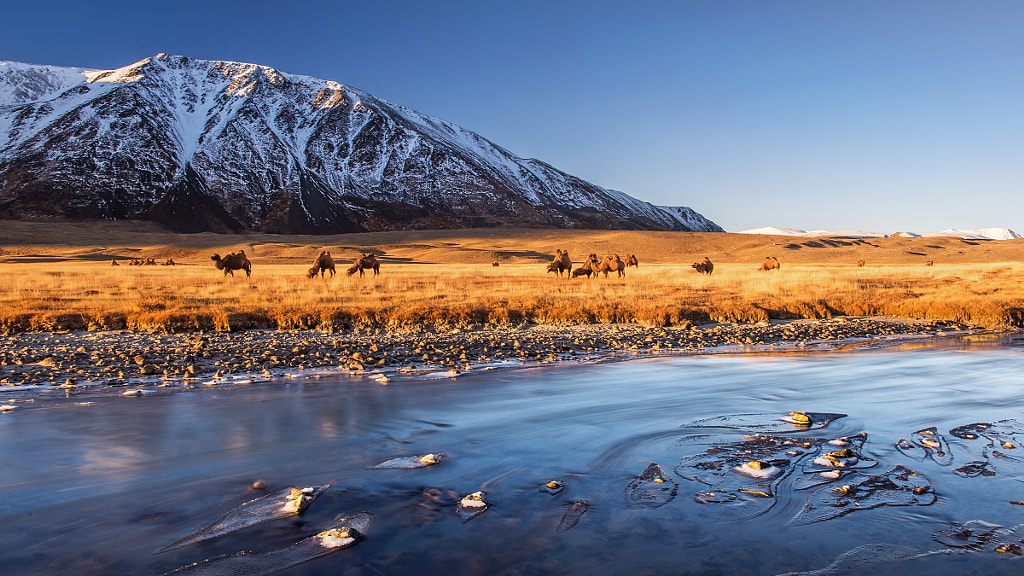 Camels near the river by Stefan Cruysberghs on 500px.com
