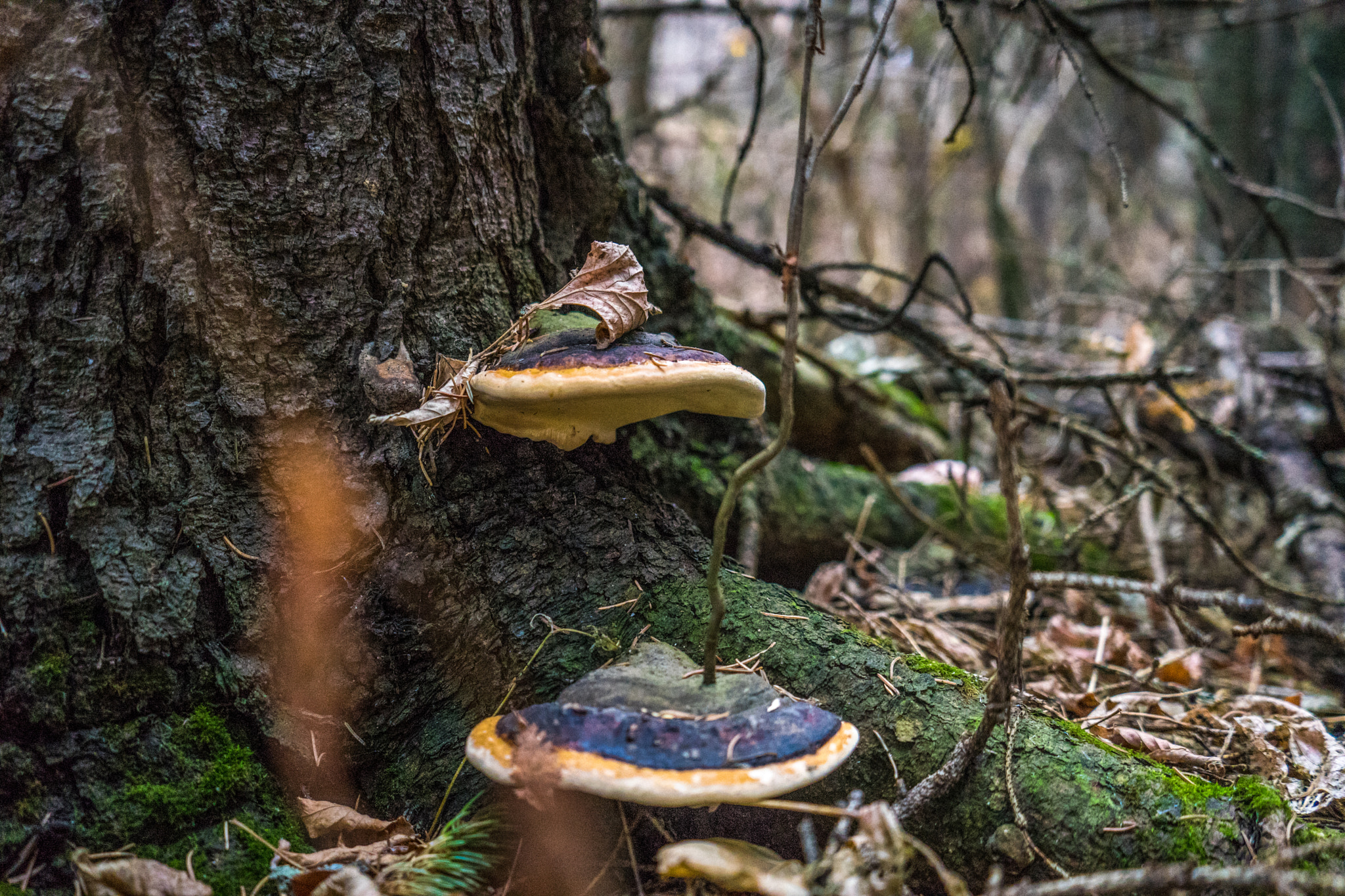 v2?sig=8b4a84ec75d7e28713666a3aaafa2ac408be39a86b36fd7dac4f5948acf0b3c0