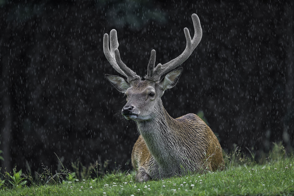 Waiting it out... by Daniel Parent on 500px.com