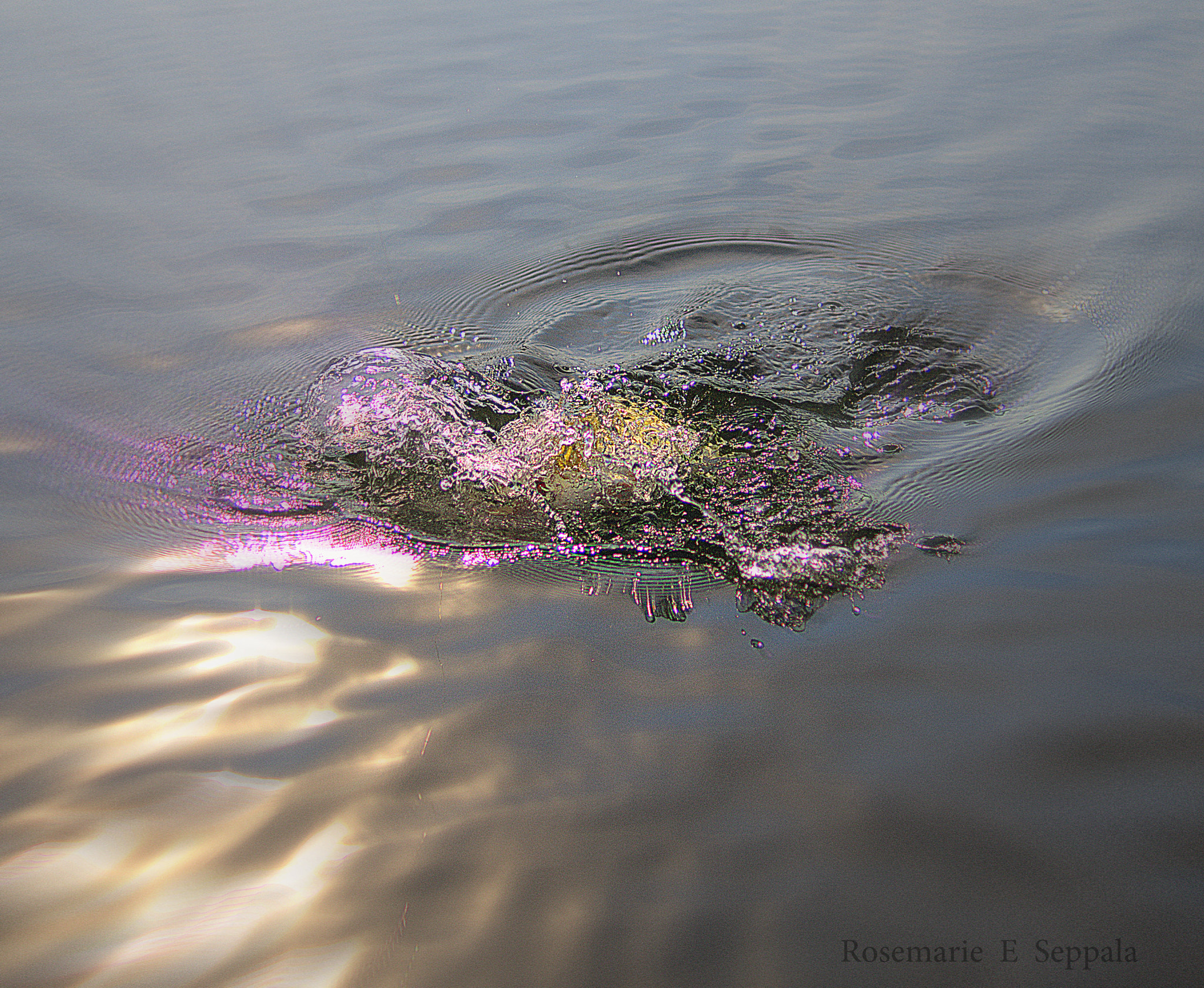 Large Mouth Bass Big Splash