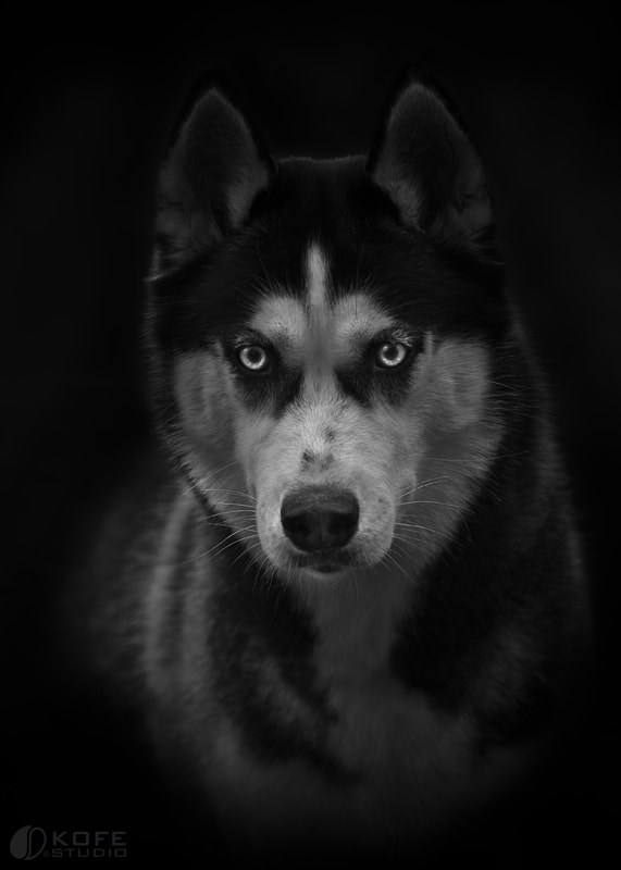 Black Husky portrait by Tanya Kozlovsky / 500px