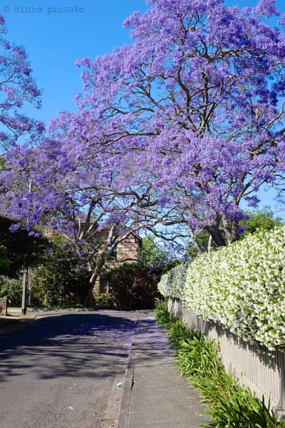 Jacaranda