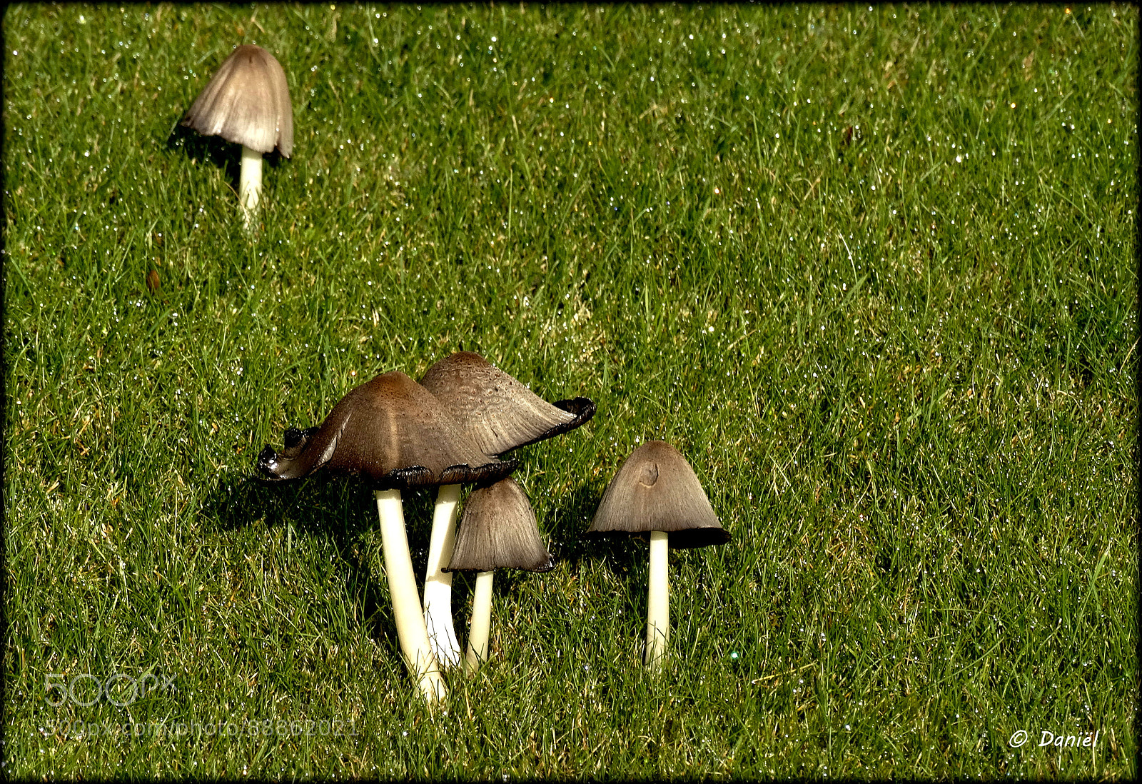 Sony Cyber-shot DSC-HX300 sample photo. Mushrooms ... .. . photography