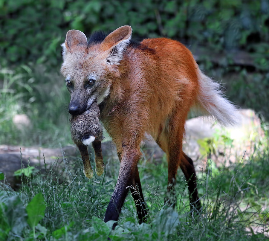 weird breeds of animals