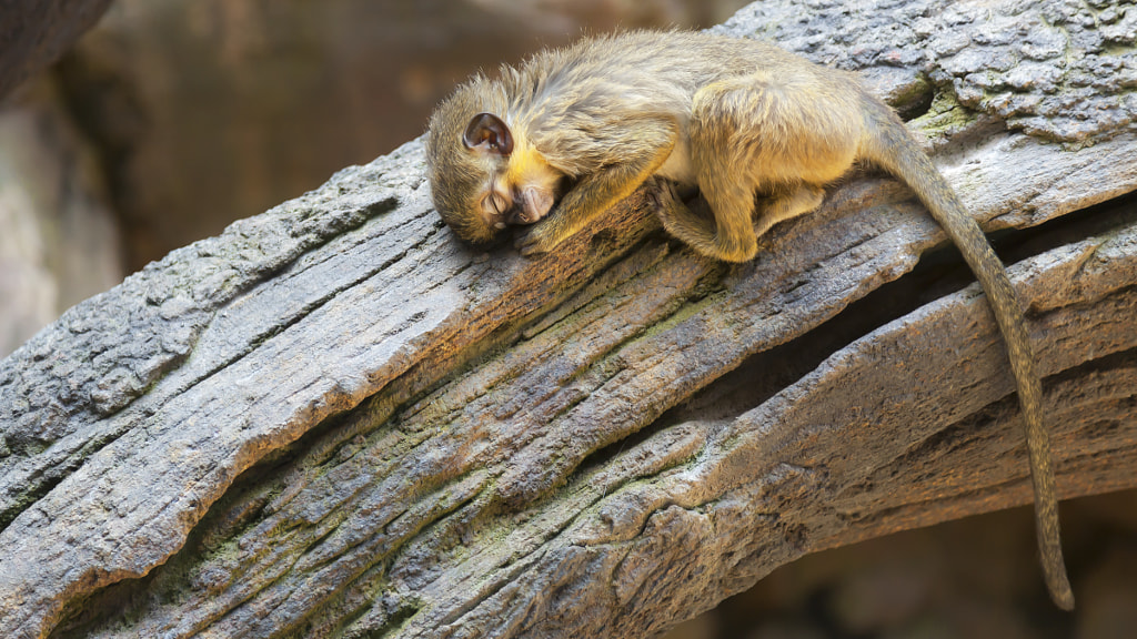 Just a Sleeping Monkey by Goran Petrov on 500px.com