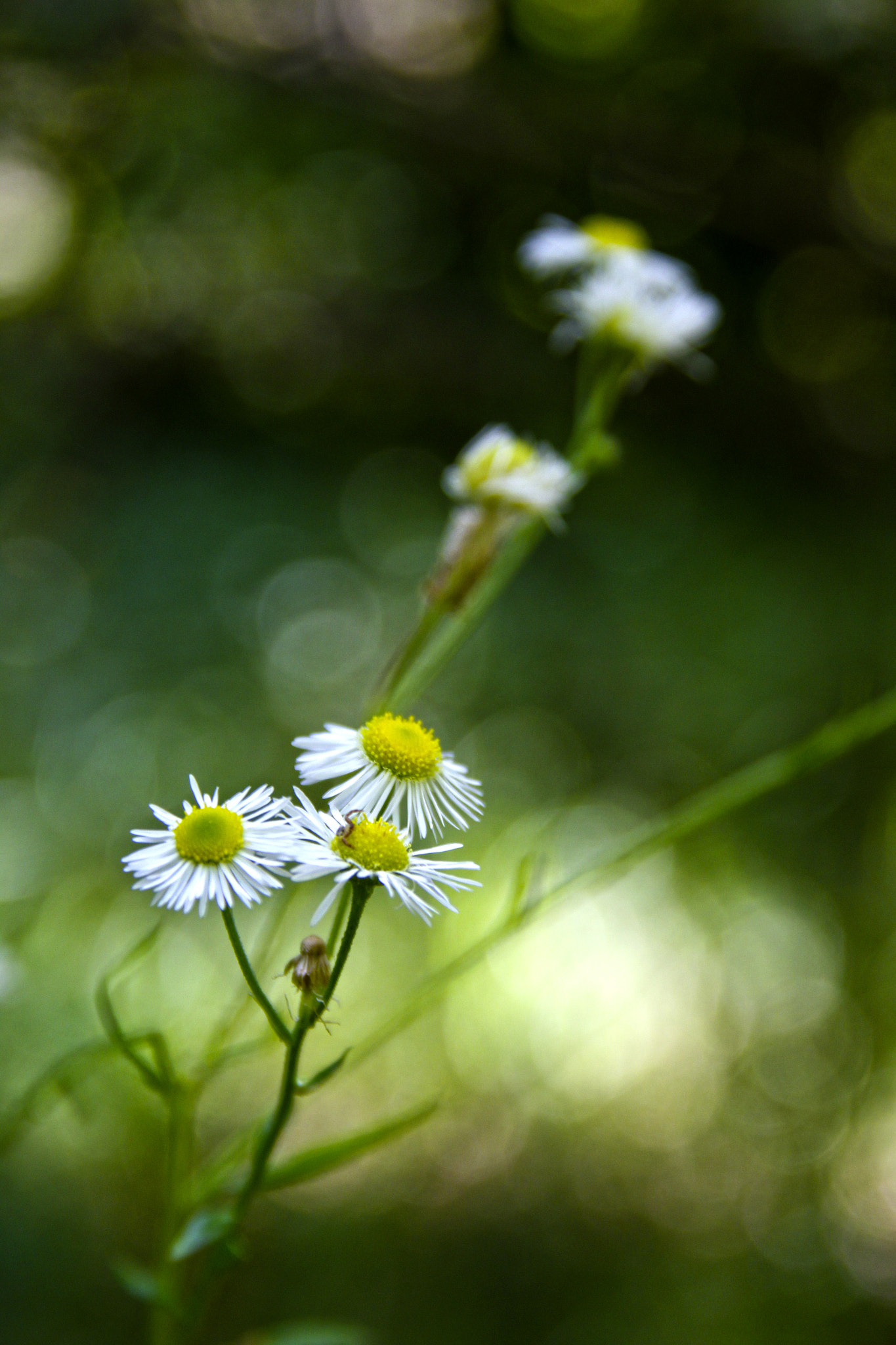Sigma 18-200mm f/3.5-6.3 DC OS sample photo. Untitled photography
