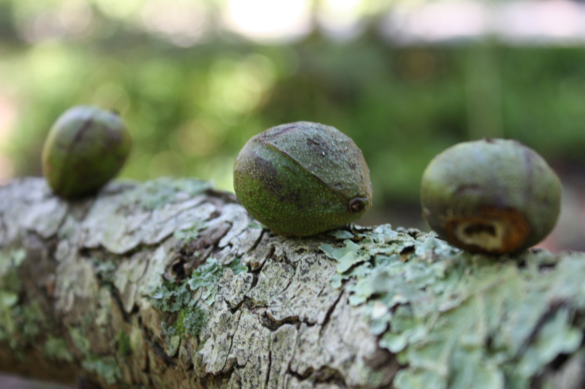 18-55mm f/3.5-5.6 IS sample photo. Untitled photography