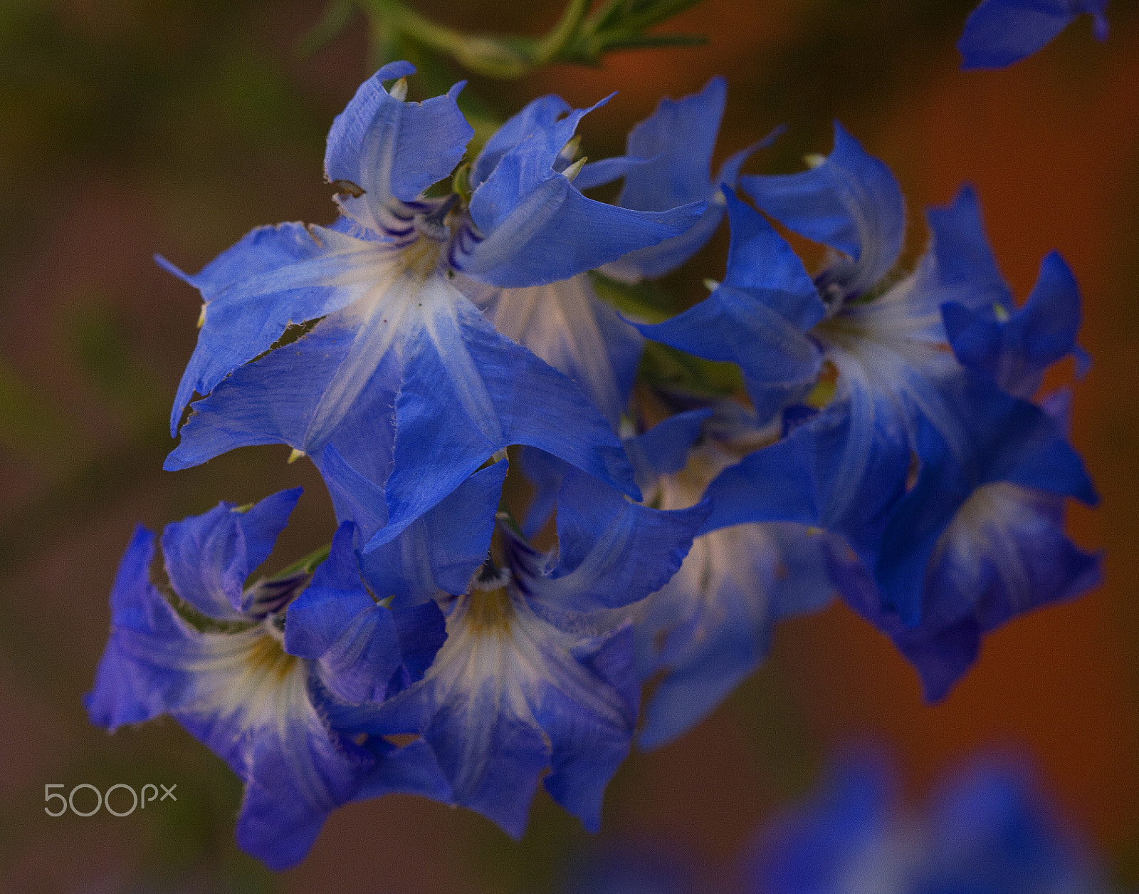 Canon EOS 7D + Canon EF 100mm F2.8 Macro USM sample photo. Lechenaultia biloba, blue lechenaultia photography