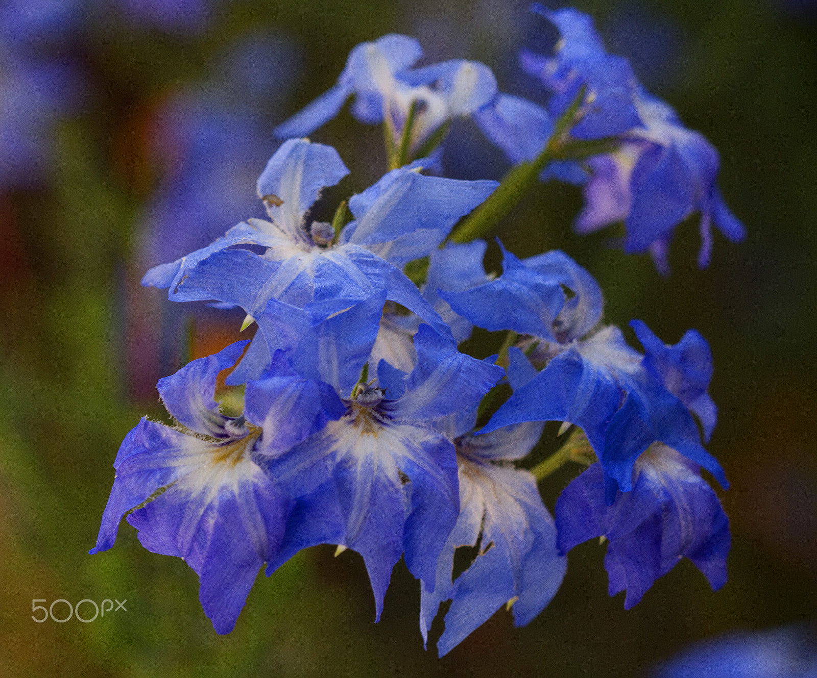 Canon EOS 7D + Canon EF 100mm F2.8 Macro USM sample photo. Lechenaultia biloba, blue lechenaultia photography