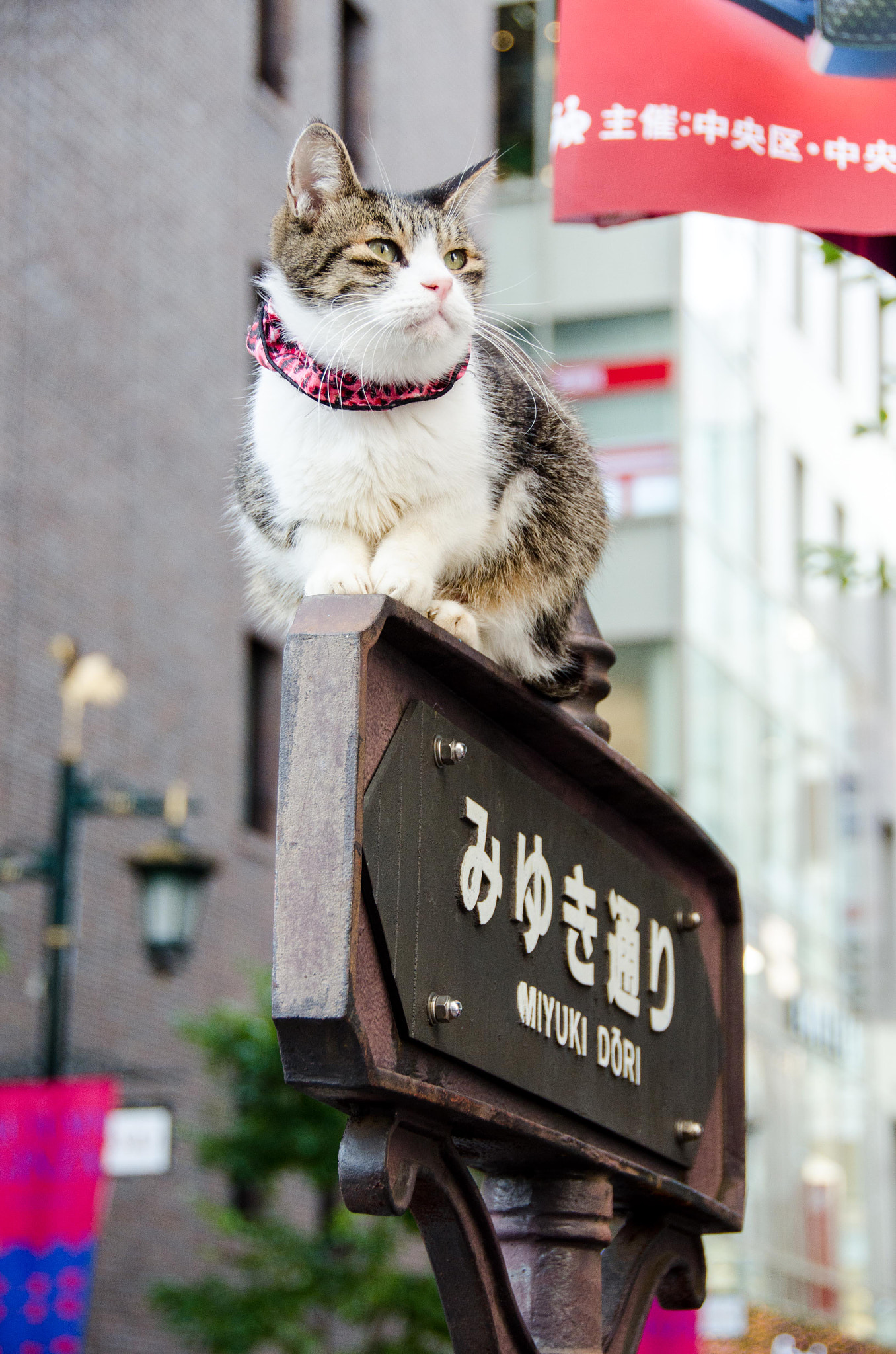 拉风の喵