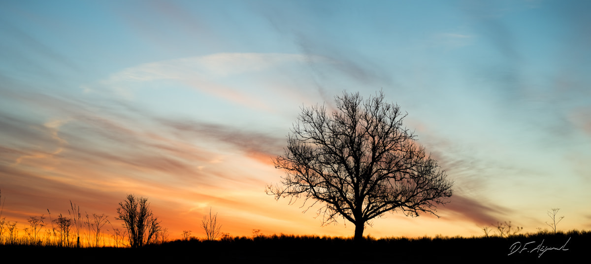 Single tree vibrant dawn