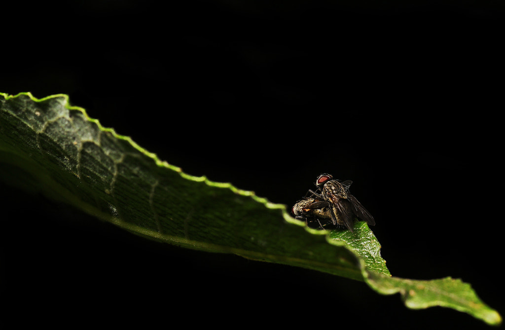 macro-photography - Making Love by the Moonlight by Robert K. Baggs on 500px.com