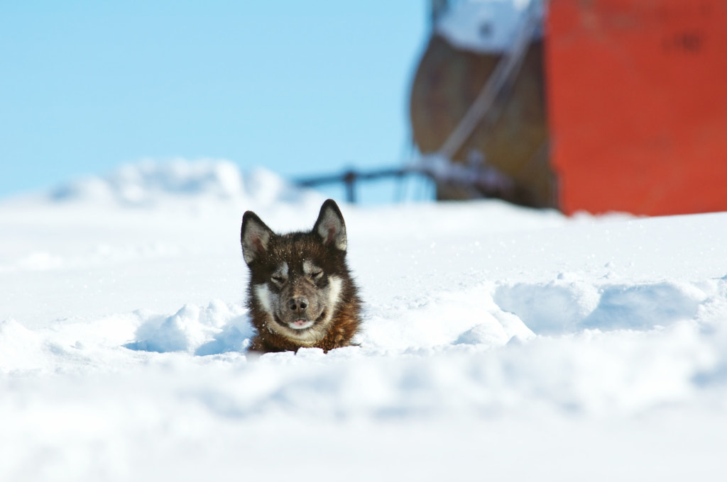 Sun Bathing :the Greenlandic Way by Nicole Cambré on 500px.com