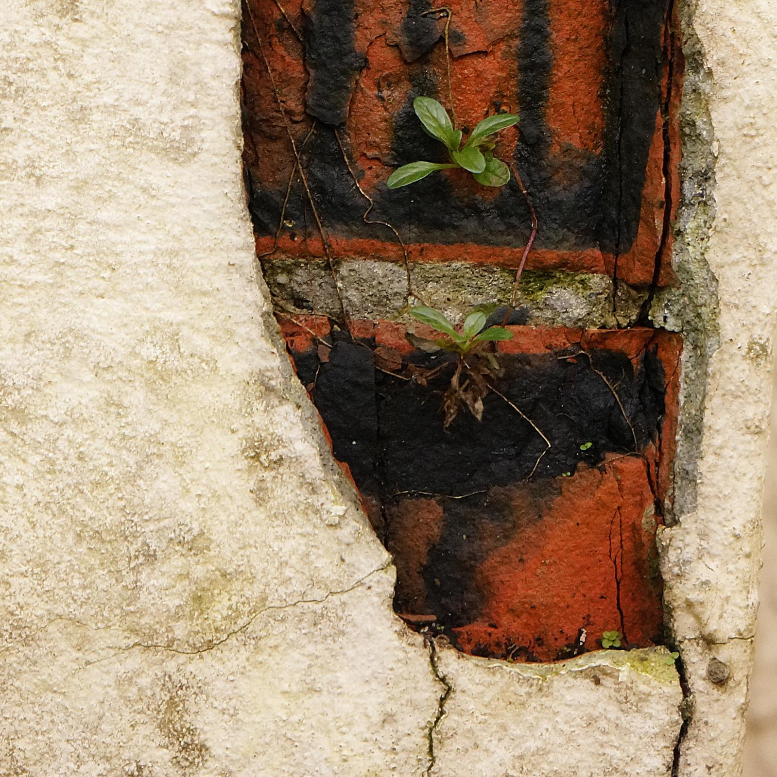 Sony Alpha NEX-6 + Sony E 55-210mm F4.5-6.3 OSS sample photo. Abstract nature 09112014.9 photography