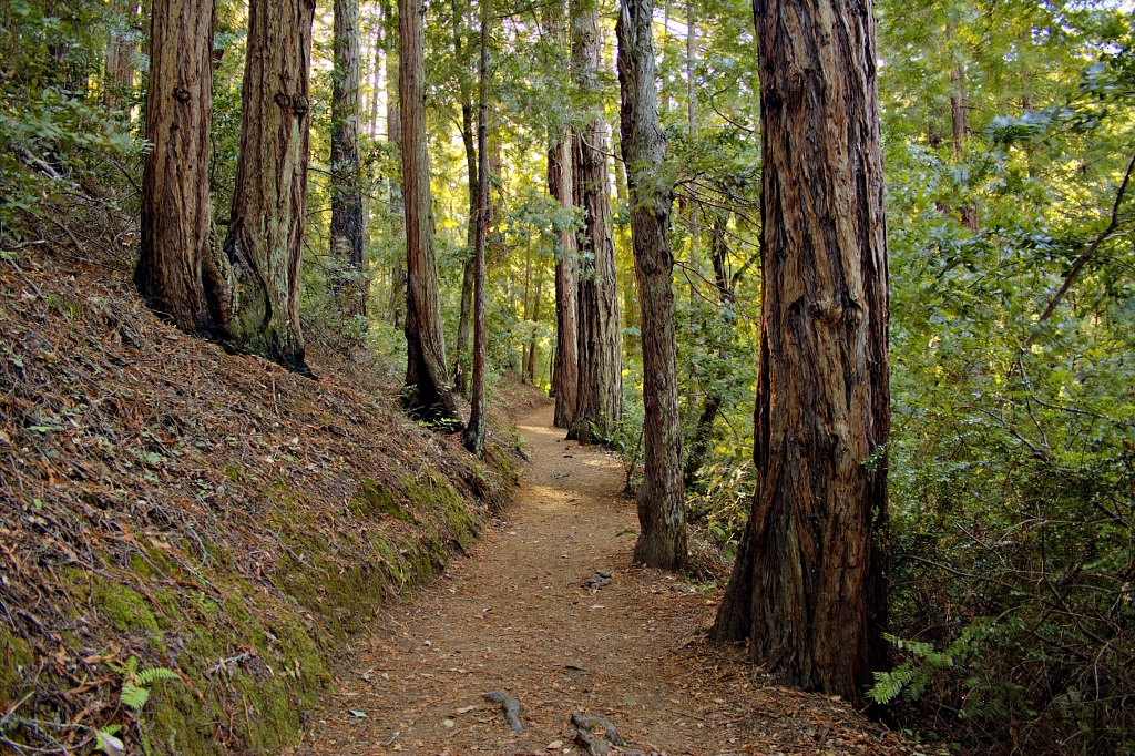 Trail Through the Redwoods by Luke Korth on 500px.com