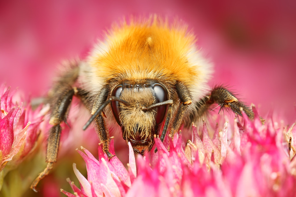 Bumblebee by Ondrej Pakan on 500px.com