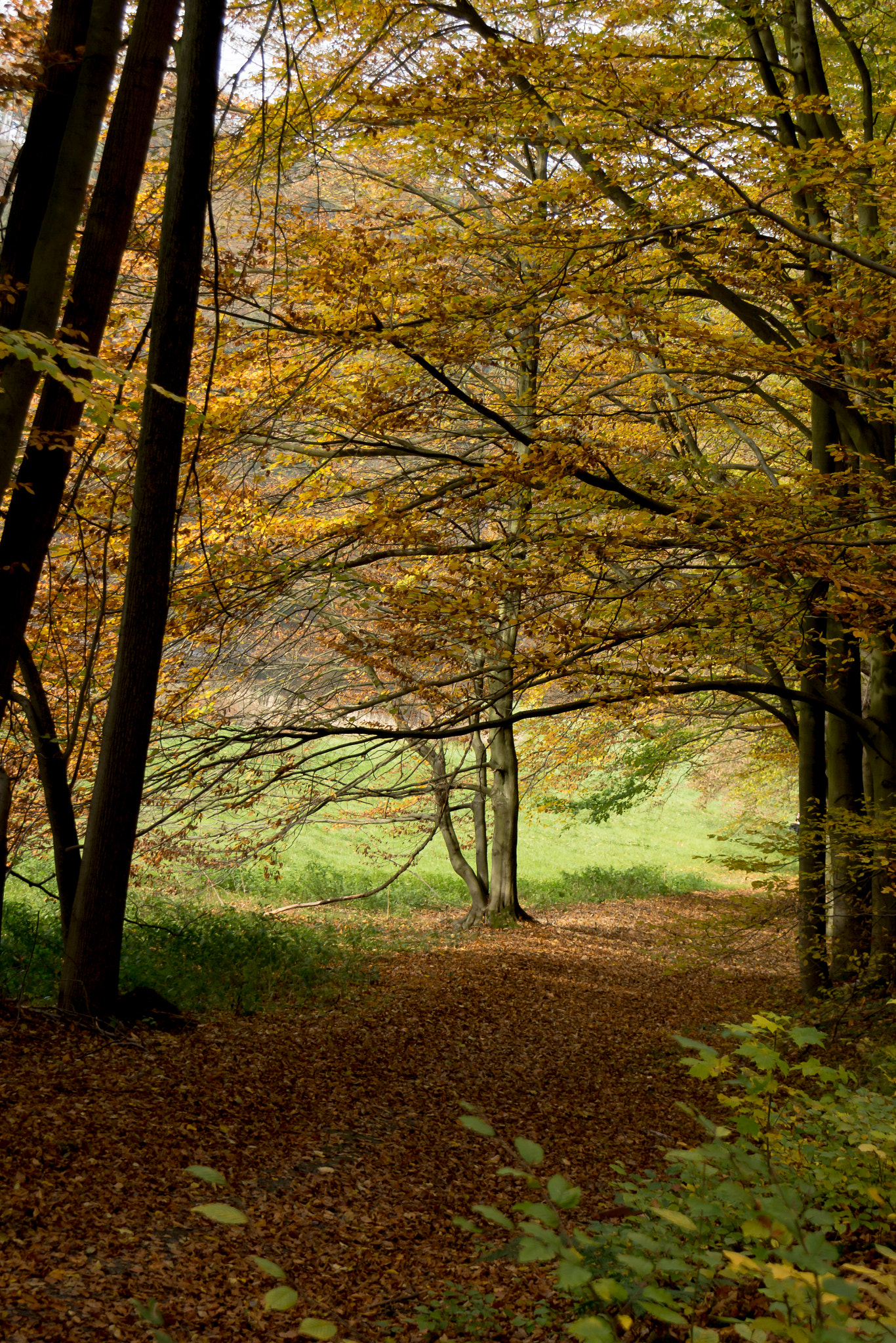 pathway in the forest