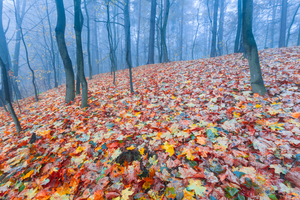 Autumn by Miłosz Guzowski on 500px.com