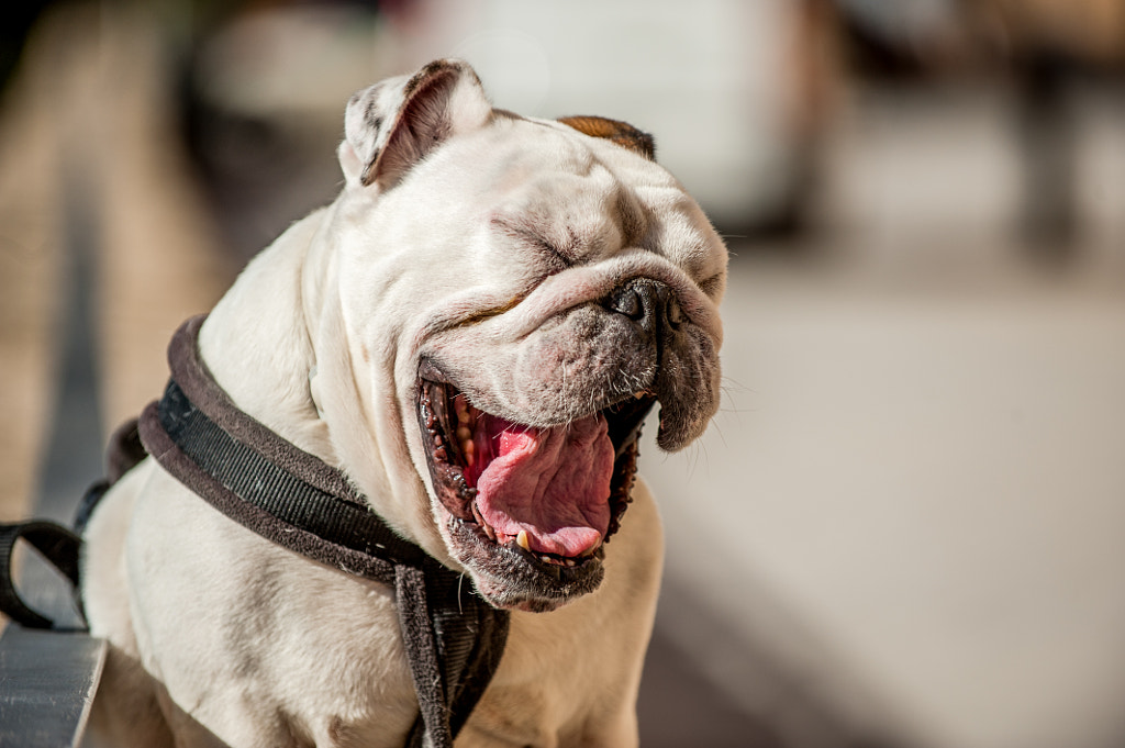 Bulldog by Joan Pujol on 500px.com