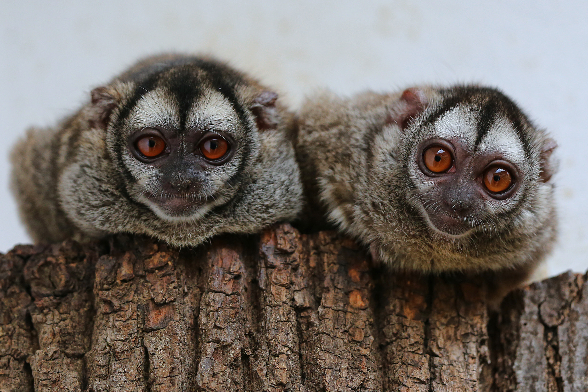 v2?sig=008f22f59d0dee2cdb413cfb17f913ead34097e534eea7b5454384f651bd427b