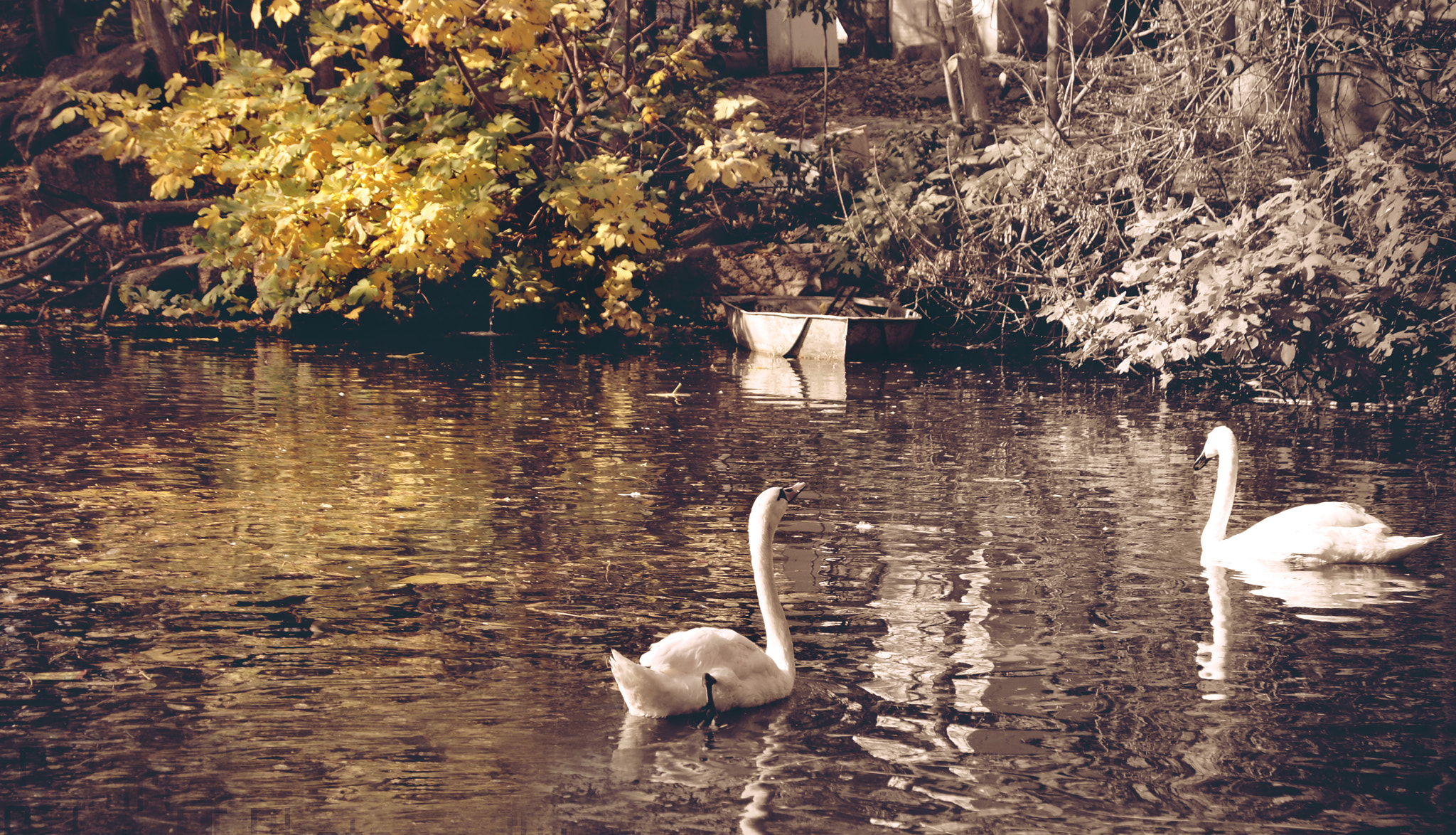 Swan Lake